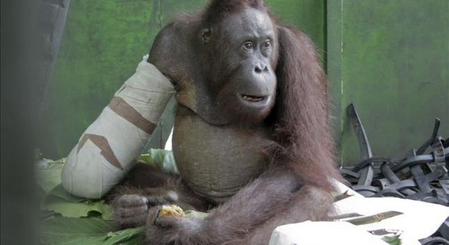 La historia de superación de un orangután manco en Indonesia