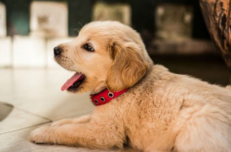 ¿Sabías que tener un perro en la casa te ayuda a tener el corazón sano?