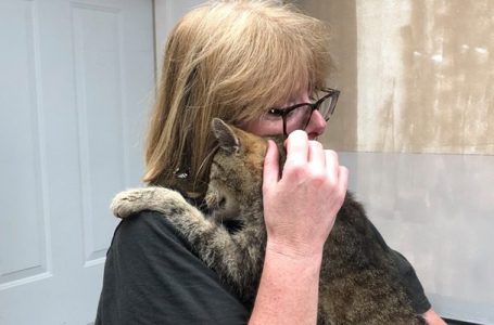 Gatito perdido durante 11 años se reencuentra con su dueña
